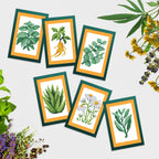 Mini Dazzles™ - Herbs & Medicinal Plants