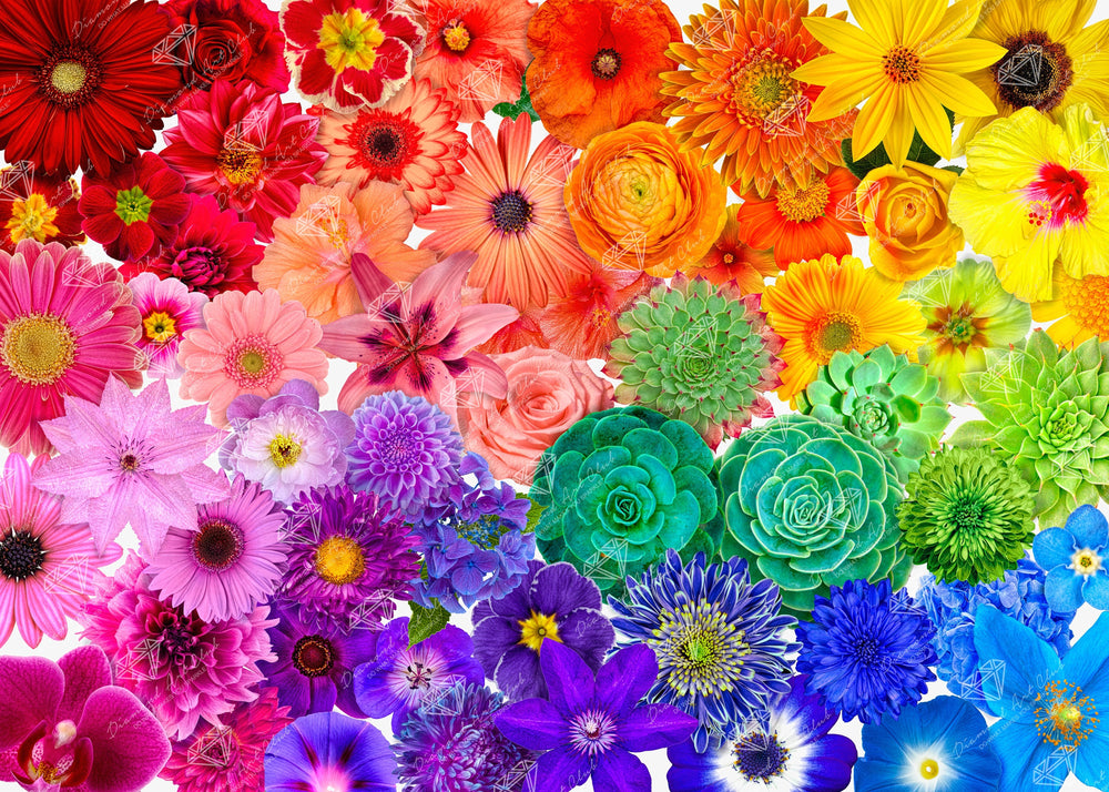 Rainbow Flower Power Y8