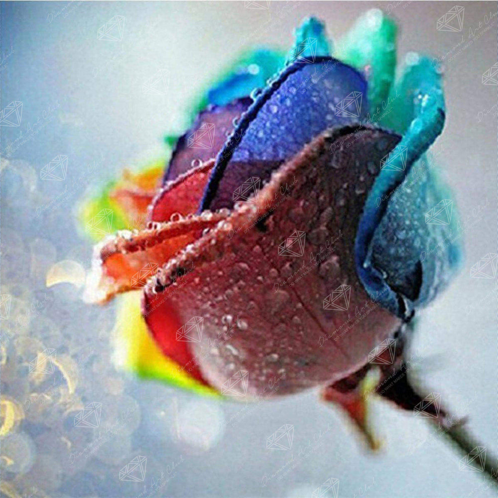 Rainbow Rose Q3