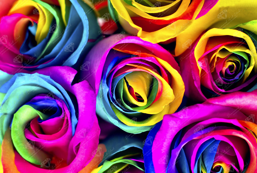 Rainbow Roses D6
