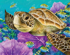 Young Green Sea Turtle