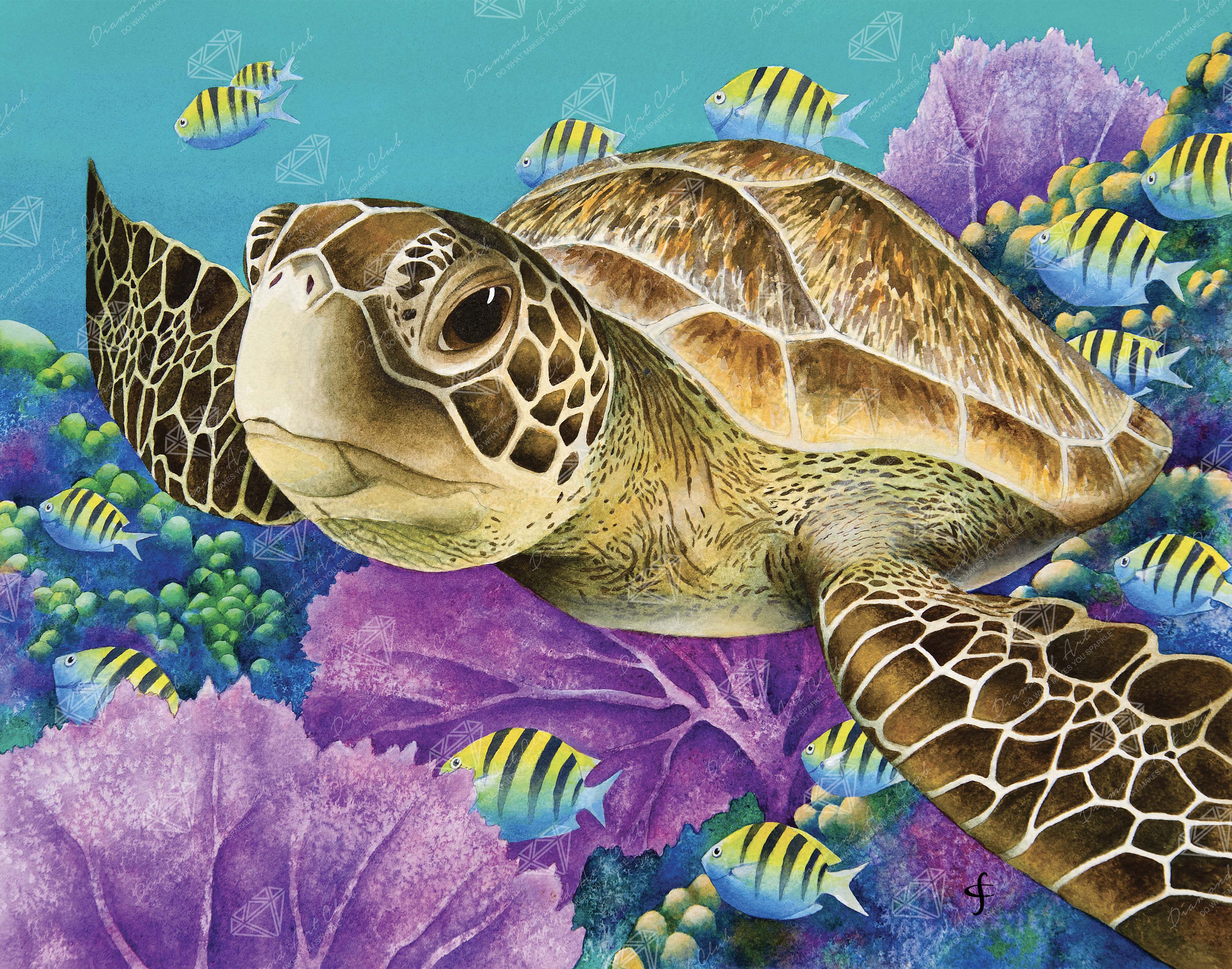 Young Green Sea Turtle